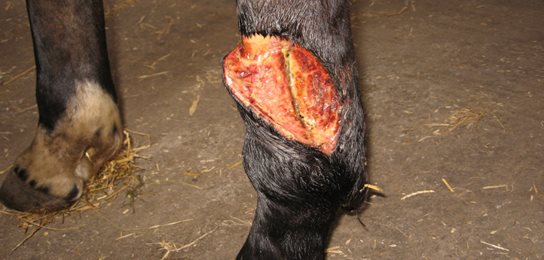 Horse-Wound---Before---web.jpg